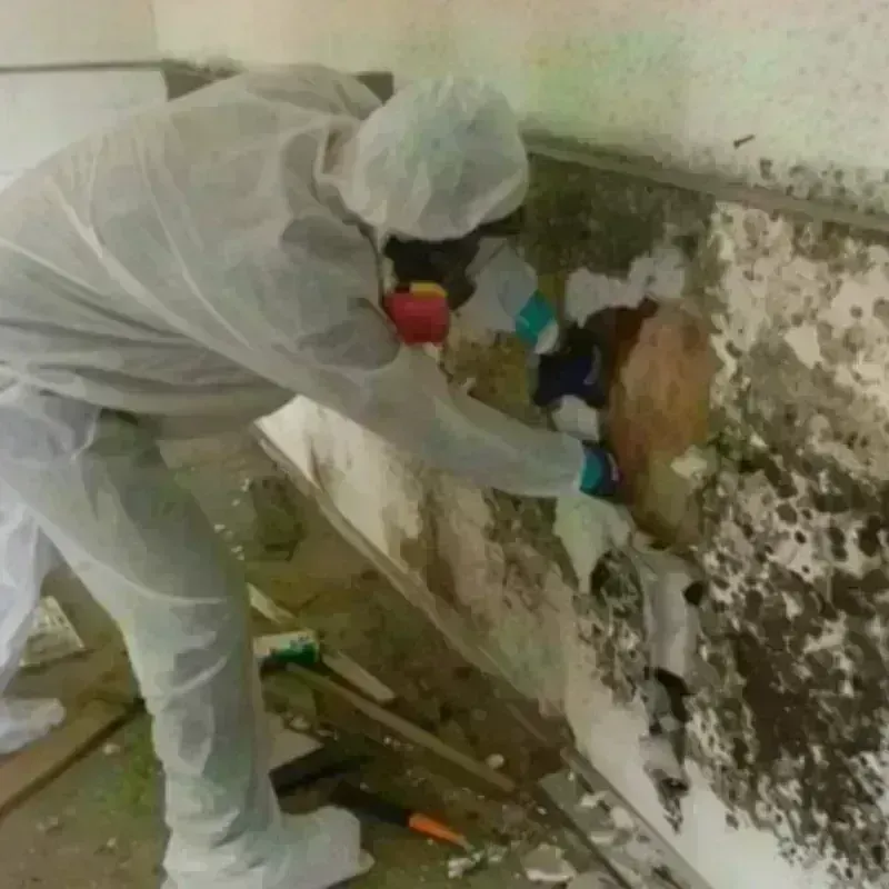 Mold Remediation and Removal in Potter County, PA